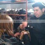 Qingdao Arison Hair Product Co., Ltd. company overview - view 1 thumbnail