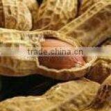 2014 Crop Chinese Washed Peanut in Shell thumbnail-5