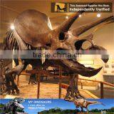 MY Dino-C076 Museum Educational Flexible Skeleton thumbnail-1