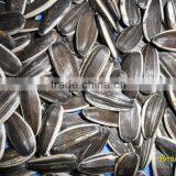 Sunflower Seeds 5009 thumbnail-1