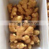 Fresh/Dried Ginger thumbnail-3