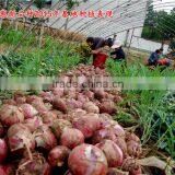 Hybrid Onion Seeds for Growing-red Preciousness thumbnail-2