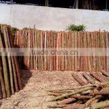 Litchi White Charcoal thumbnail-1