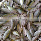 Angling of Horse Mackerel thumbnail-2