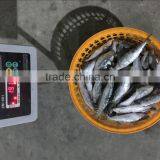 China for Canned Frozen Sardine With Good After-sale Service thumbnail-3