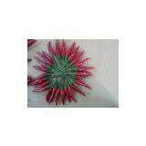 Red Chilli thumbnail-2