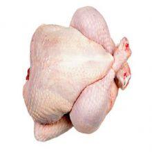 Premium Grade Fresh Frozen Chicken In A Best Rate thumbnail-2