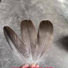 Grey Goose Feather for Wholesale From China thumbnail-2