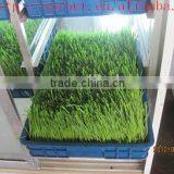 New Functional Automatic -animal Fodder Sprouting Mahine -barley/wheat/meize/seedling Bean Sprout Machine thumbnail-6