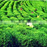 T-full EGCG - Our Key Product thumbnail-1