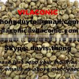 RUBUSTA COFFEE BEANS SCR 18 (skype: davis.thong, mobi: +84 986 778 999)