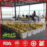 Non Gmo Frozen Yellow Corn Market Price thumbnail-3