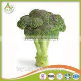 Broccoli Fresh Broccoli Hot Sale Fresh Green Broccoli thumbnail-6