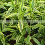 Lucky Bamboo thumbnail-5