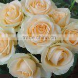 Fresh Cut Rose Flower thumbnail-4