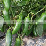 Small Hot Pepper/Chilli Seed Bullet No.2 thumbnail-3