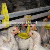 Automatic Chicken Drinker