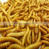 Premium Freeze Dried Mealworms For Bird Food;Natural Mealworms thumbnail-4