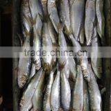 Canned Sardine Fish Frozen Sardine for Canning thumbnail-4