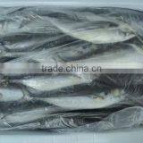 Horse Mackerel Size 4/6/ Horse Mackerel Fish thumbnail-3