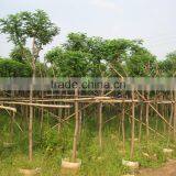 Cassia Glauca (Cassia Surattensis)