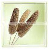 Luffa On Stem thumbnail-1