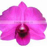 D-008 : DENDROBIUM MISS SINGAPORE ORCHID thumbnail-1