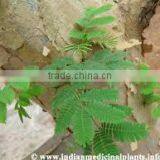 Acacia Catechu Extract thumbnail-2