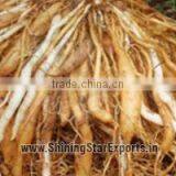 Asparagus Racemosus Root Extract thumbnail-4