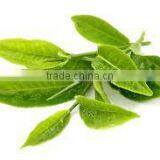 Gymnema Leaf Best for Tea Making thumbnail-1