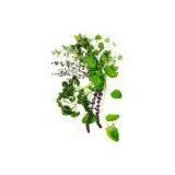 Asiaticoside thumbnail-1