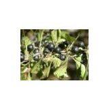 Cascara Sagrada Extract(rossonl@huacheng-biotech.com)