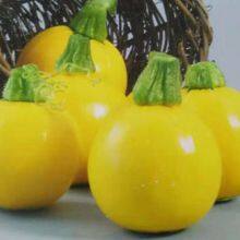 Jinzhu No. 2 Chinese Yellow Skin Hybrid Squash/zucchini Seeds thumbnail-3