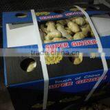 Air Dired Fresh Ginger thumbnail-1