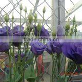 Sale Lisianthus Flower Seeds Eustoma Grandiflorum Seeds for Planting thumbnail-1
