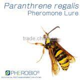 Pheromone Lure for Paranthrene Regalis, Sex Pheromone Attractant thumbnail-1