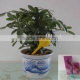 Hand Blown Glass Watering Bulb thumbnail-1