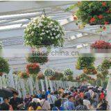 Hanging Planter thumbnail-1