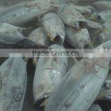 Frozen Katsuwonus Pelamis thumbnail-1