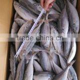 Horse Mackerel HGT thumbnail-1