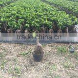 Ficus Microcarpa Ginseng Bosnai thumbnail-5
