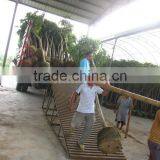 Spathodea Campanulata Nursery thumbnail-4