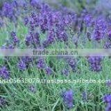 100% Natural Lavender Oil thumbnail-1
