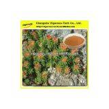 100% Natural Rhodiola Rosea Extract Salidrosides Powder thumbnail-1