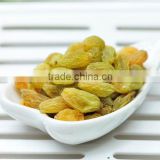 competitive price green seedless raisins green grapes dried fruits
