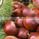 Good Price Fresh Chestnut for Sale in Dandong With Chinese Chestnuts Wholesale. Eating Chinese Chestnuts! thumbnail-6