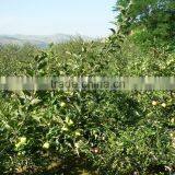 2015 China Green Apple Gala thumbnail-4