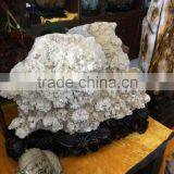 Nature White Rare Crystal Cluster for Sale