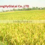 RICE 100% BROKEN thumbnail-3