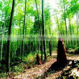 2016 New Crop High Purity Bamboo Seeds For Growing